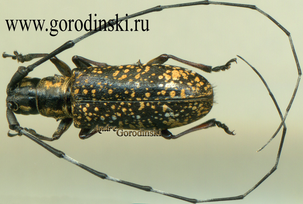 http://www.gorodinski.ru/cerambyx/Monochamus talianus.jpg